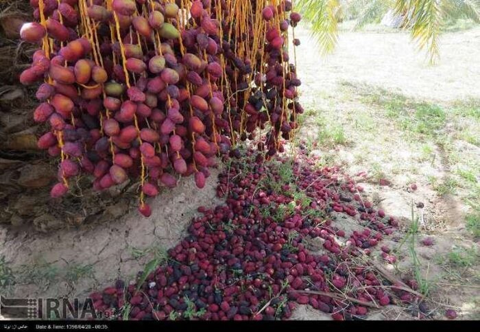 گرمای شدید در کرمان / ۴۸۳ نفر راهی بیمارستان شدند