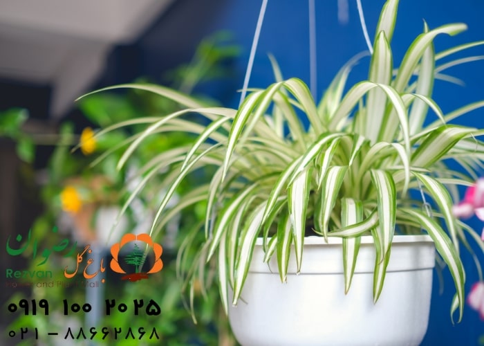 نحوه تعویض گلدان گیاهان آپارتمانی