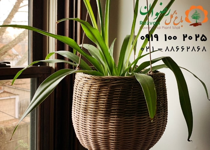 نحوه تعویض گلدان گیاهان آپارتمانی
