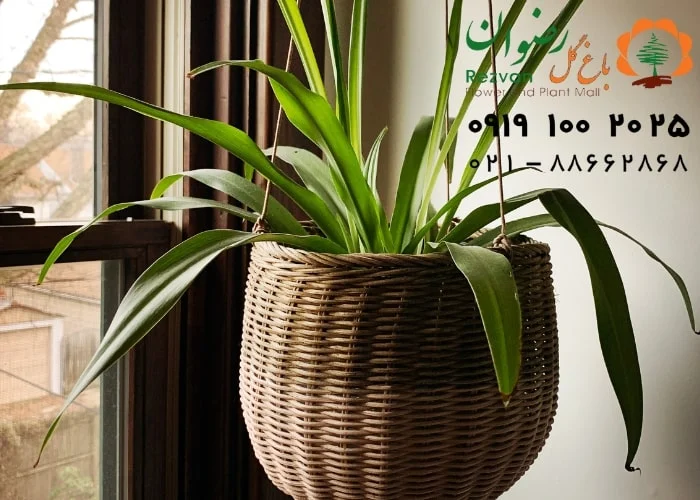 نحوه تعویض گلدان گیاهان آپارتمانی