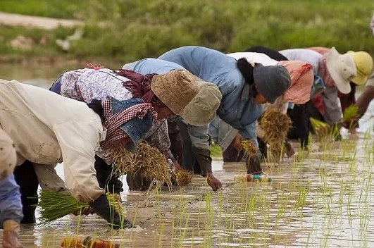 برای کاشت برنج به چه چیزهایی نیاز داریم