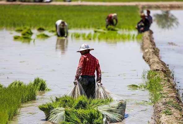 برای کاشت برنج به چه چیزهایی نیاز داریم