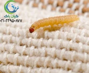 آشنایی با حشره بید