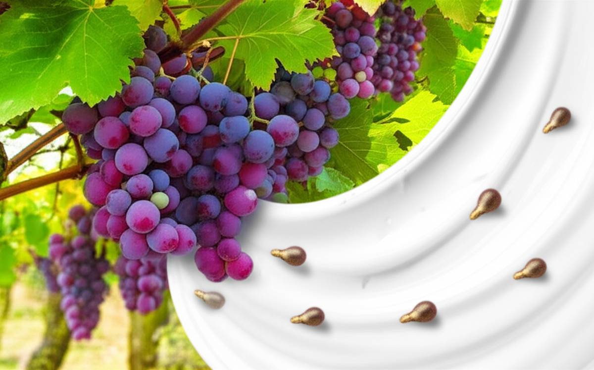 کرم هسته انگور دیترون: بررسی کامل ویژگی ها و خواص