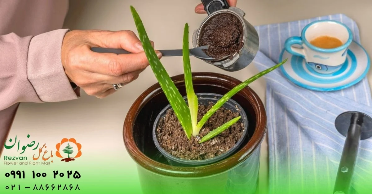 تفاله قهوه برای چه گل‌هایی مناسب است؟ | راهنمای کامل استفاده از تفاله قهوه برای گیاهان