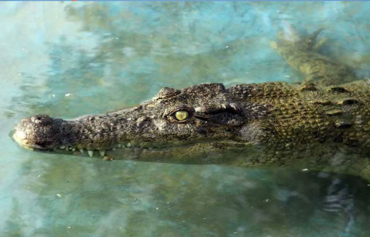 طبیعت | اسکی پارک کروکودیل